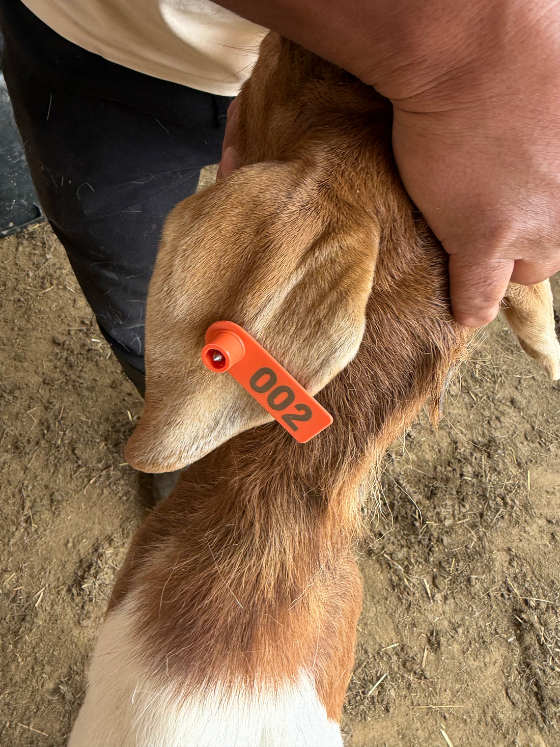 Eid Goat 002 Orange - WeGotMeat