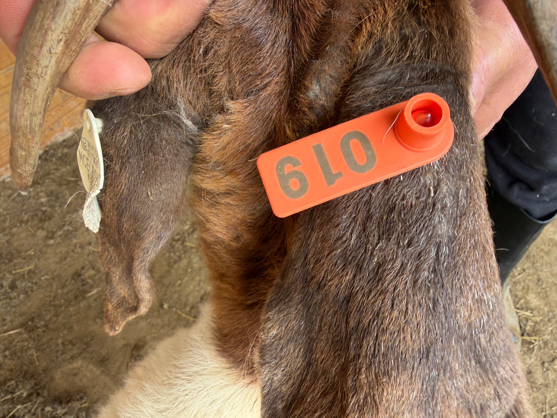 Eid Goat 019 Orange - WeGotMeat