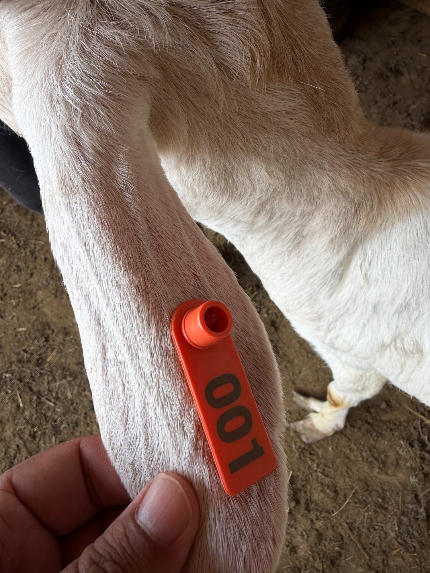 Eid Goat 001 Orange - WeGotMeat