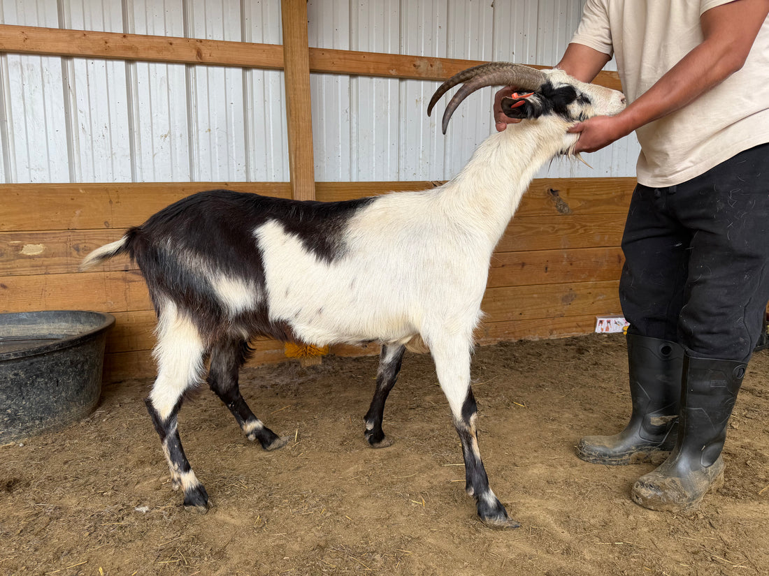 Eid Goat 018 Orange - WeGotMeat