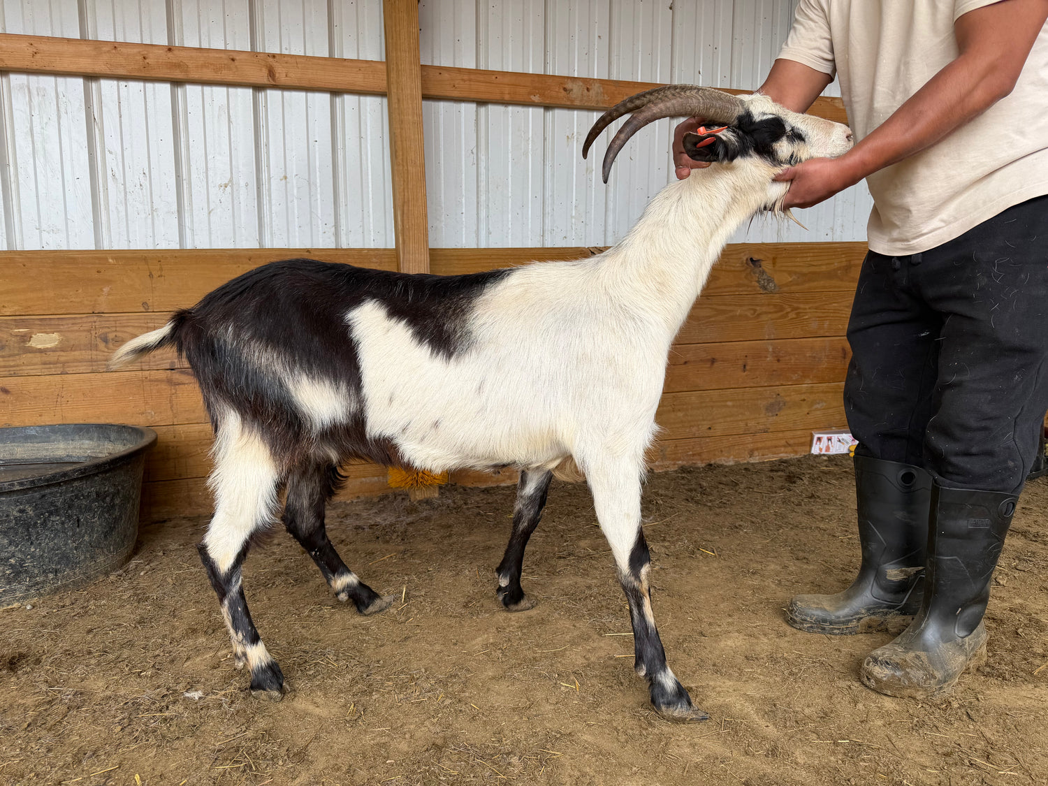 Eid Goat 018 Orange - WeGotMeat