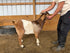 Eid Goat 093 Orange - WeGotMeat