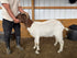 Eid Goat 060 Orange - WeGotMeat