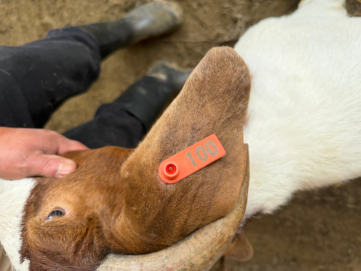 Eid Goat 100 Orange - WeGotMeat