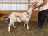 Eid Goat 022 Orange - WeGotMeat