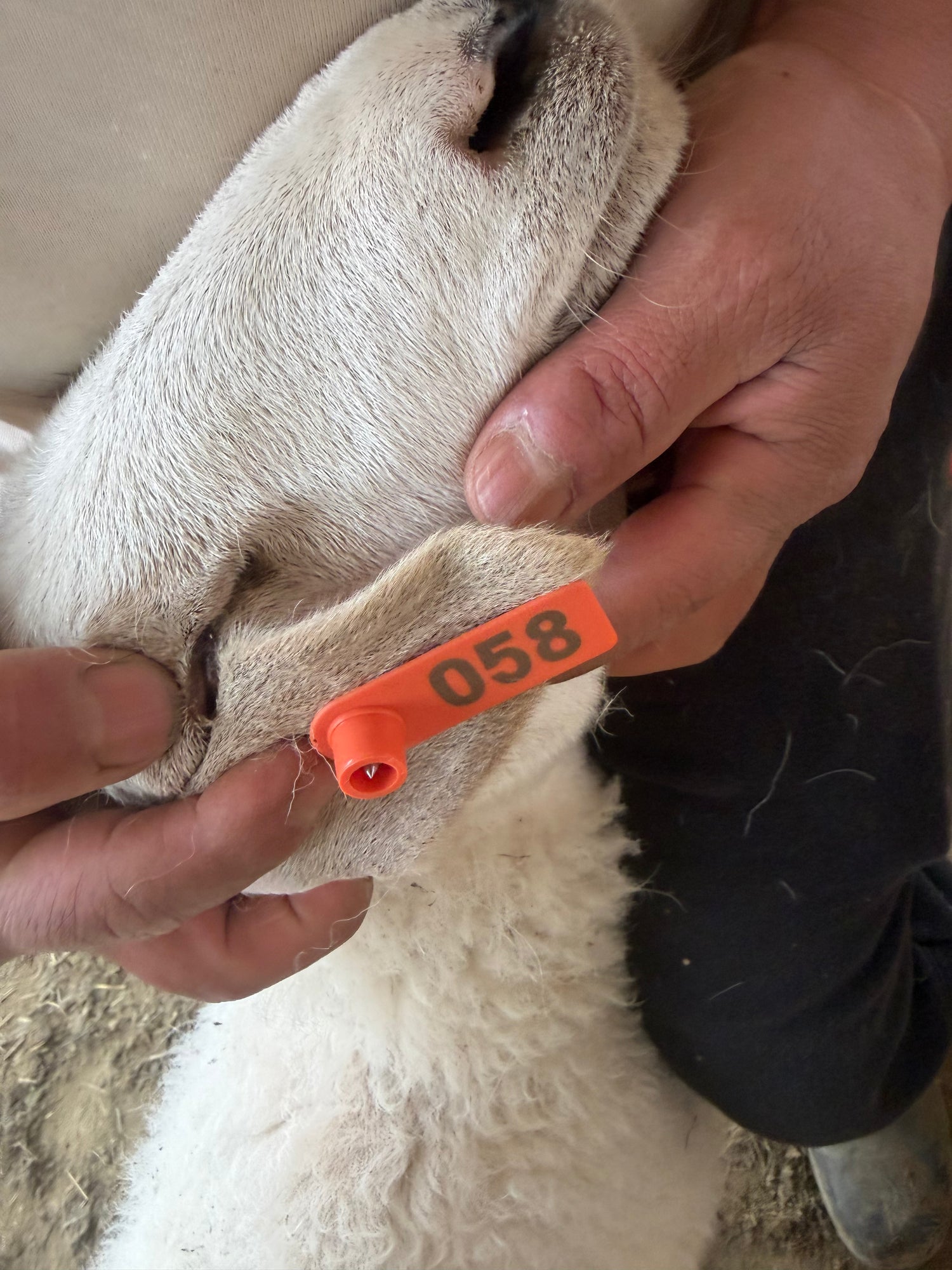 Eid Lamb 058 Orange - WeGotMeat