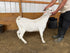 Eid Goat 035 Orange - WeGotMeat