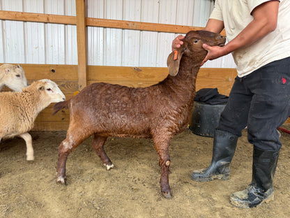 Eid Goat 050 Orange - WeGotMeat