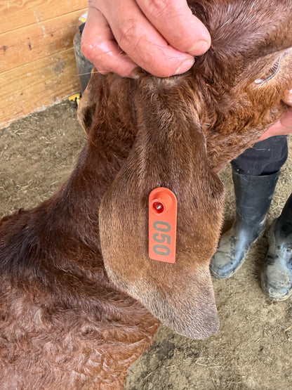 Eid Goat 050 Orange - WeGotMeat