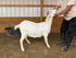 Eid Goat 047 Orange - WeGotMeat