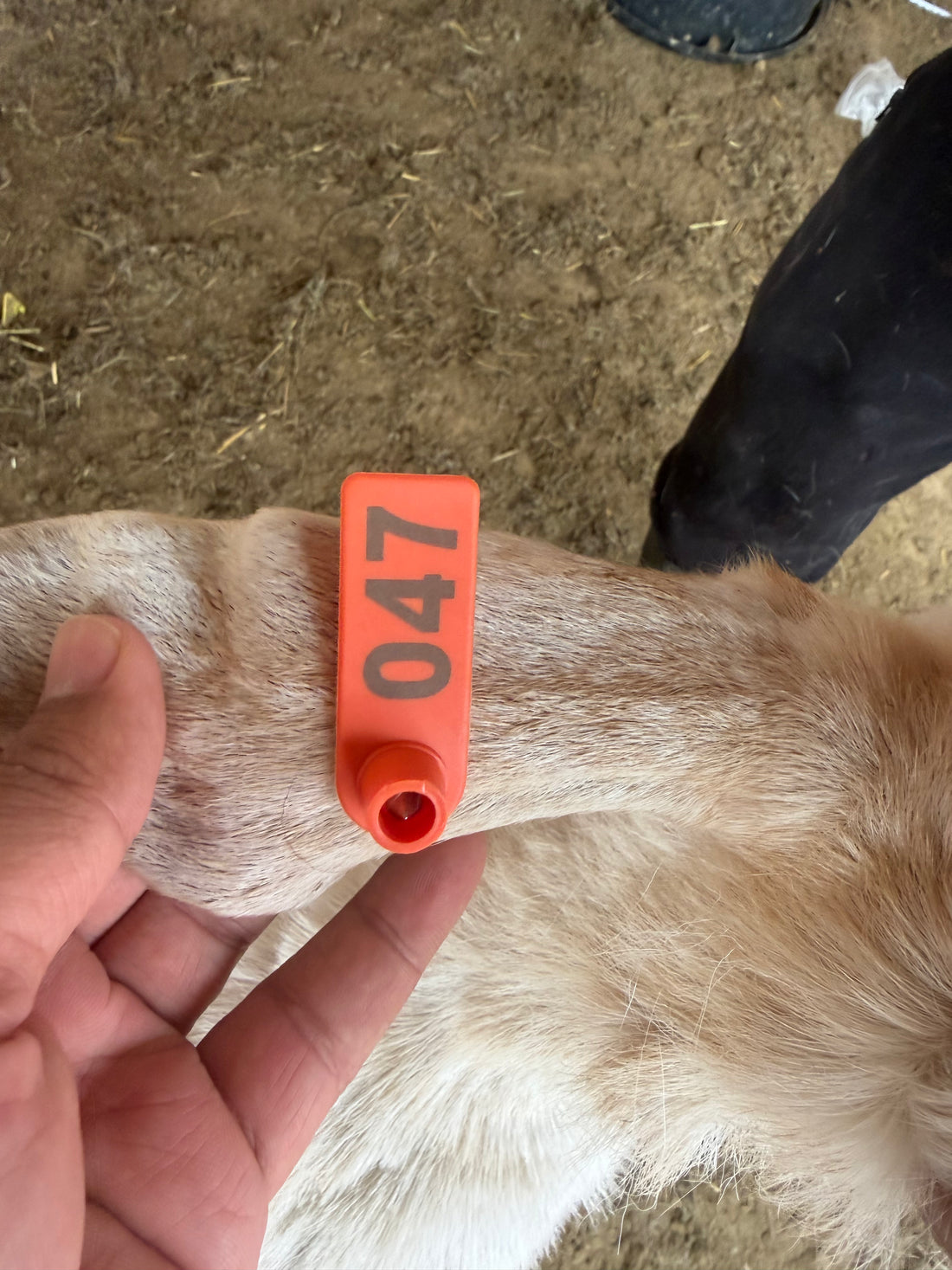 Eid Goat 047 Orange - WeGotMeat