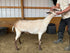 Eid Goat 046 Orange - WeGotMeat