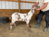 Eid Goat 044 Orange - WeGotMeat