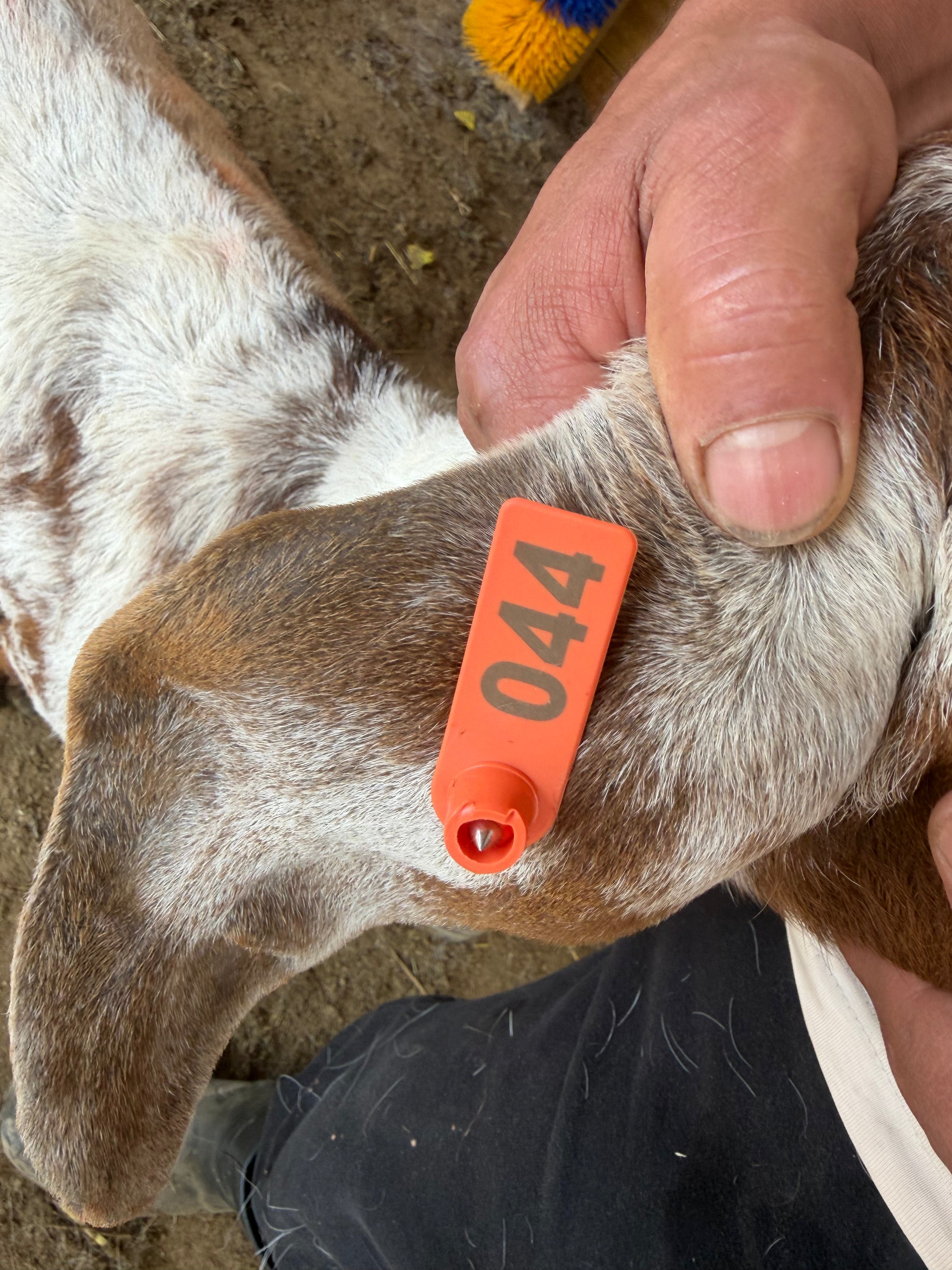 Eid Goat 044 Orange - WeGotMeat