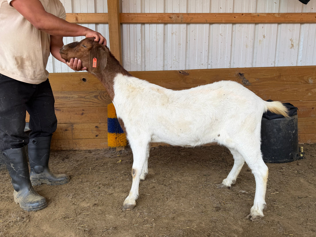 Eid Goat 041 Orange - WeGotMeat