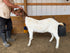 Eid Goat 041 Orange - WeGotMeat