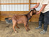 Eid Goat 023 Orange - WeGotMeat
