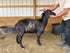 Eid Goat 048 Orange - WeGotMeat
