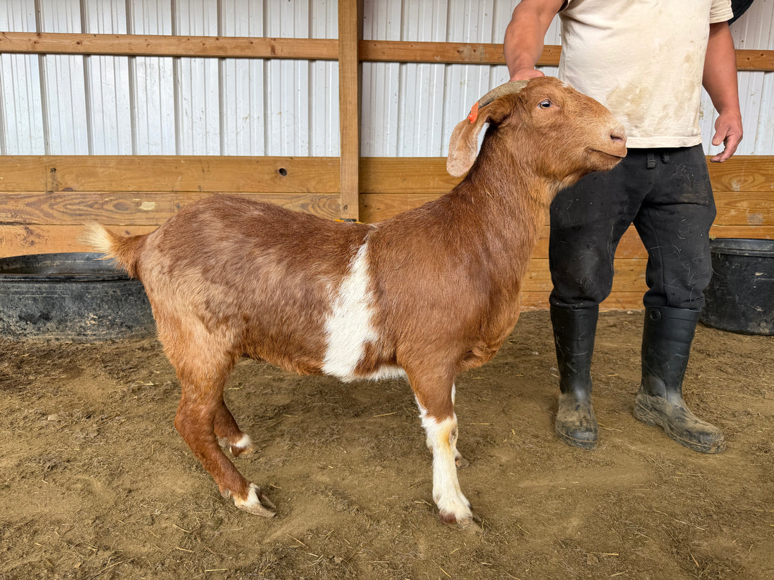 Eid Goat 010 Orange - WeGotMeat