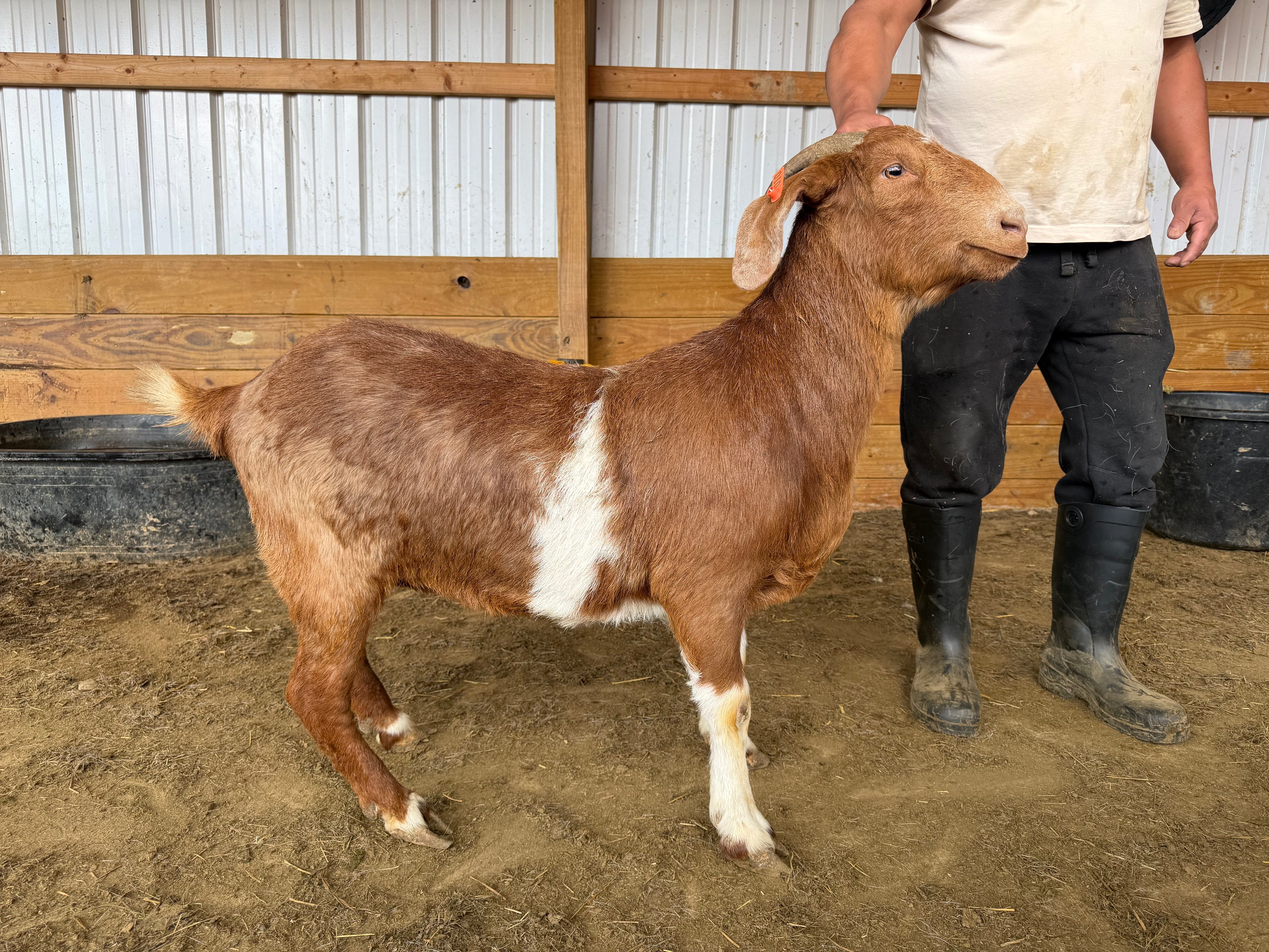 Eid Goat 010 Orange - WeGotMeat
