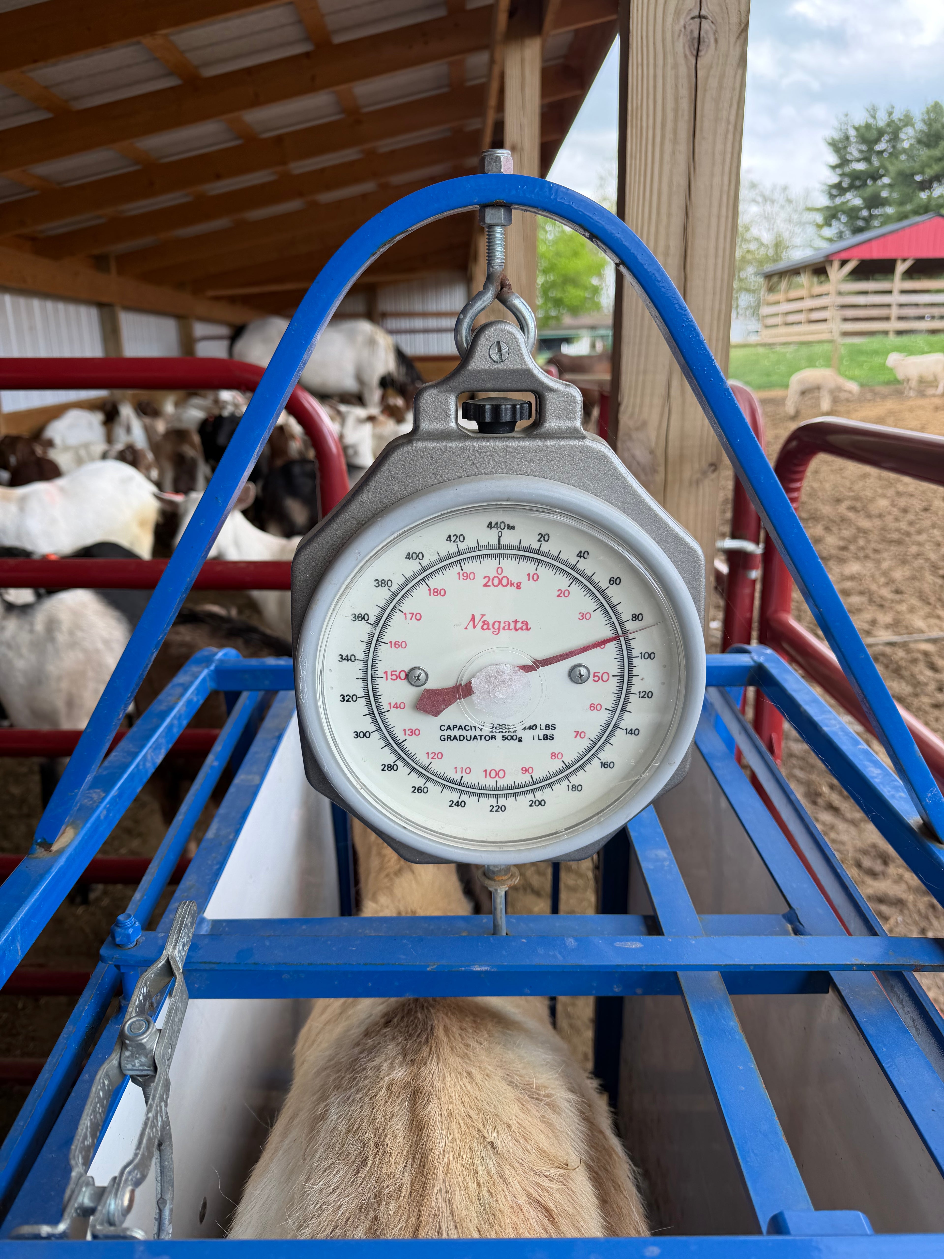 Eid Goat TACX065 - WeGotMeat