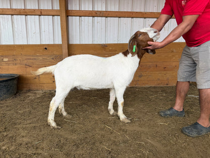 Eid Goat 031 Green
