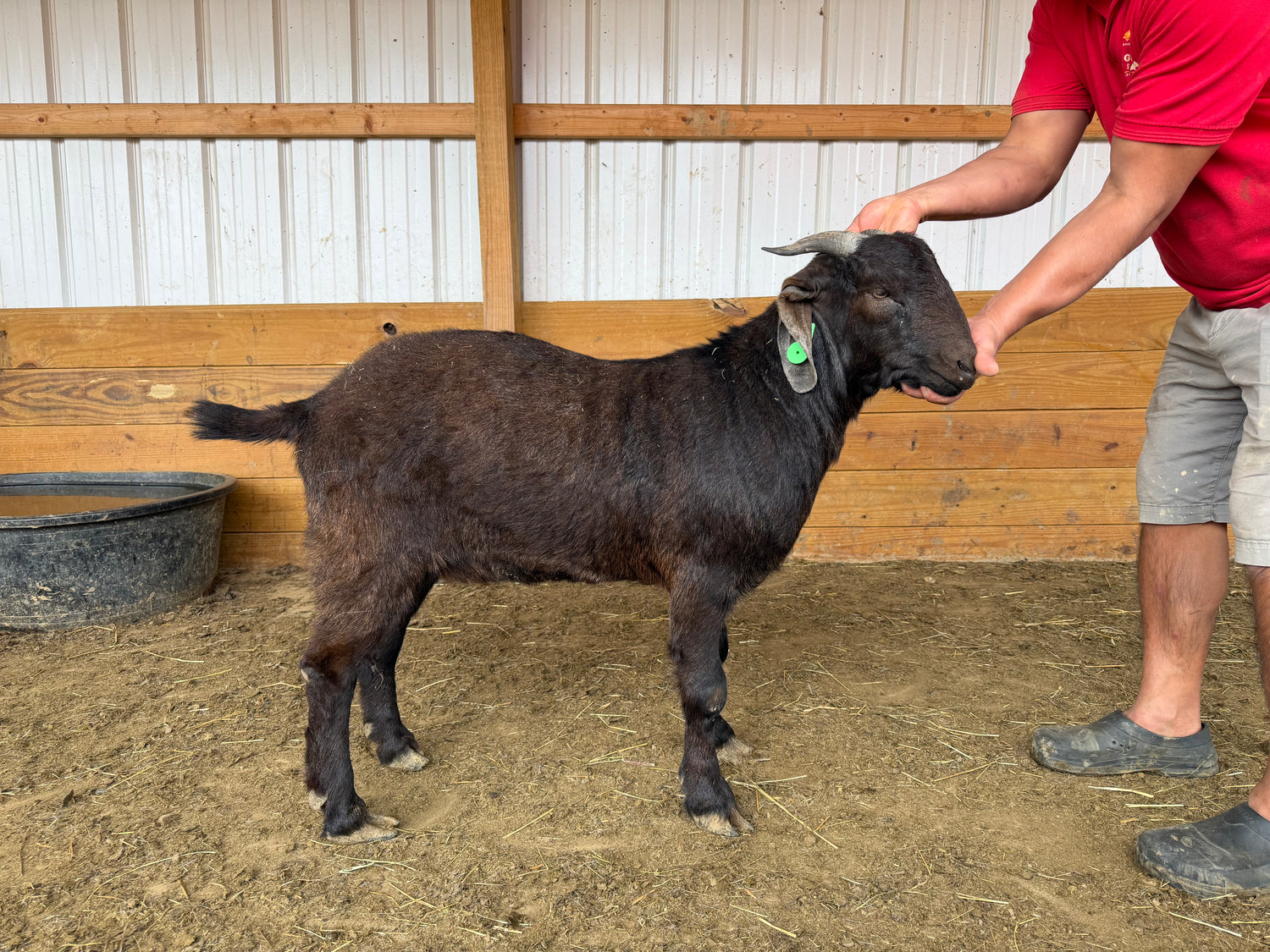 Eid Goat 021 Green
