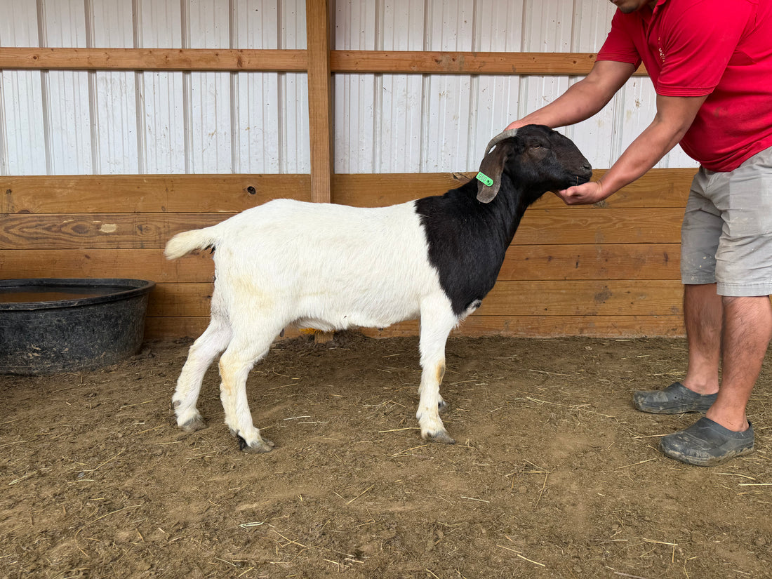 Eid Goat 035 Green