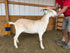 Eid Goat 037 Green - WeGotMeat