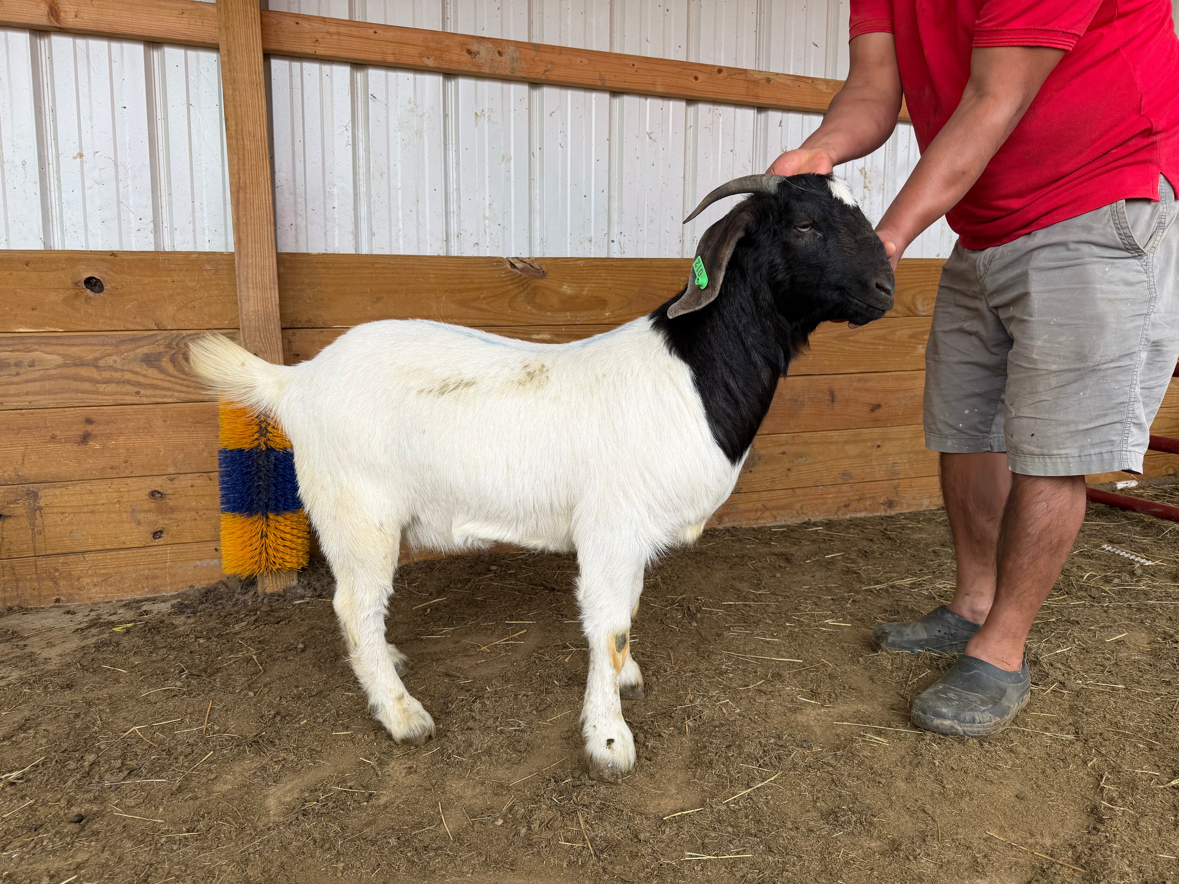 Eid Goat 012 Green