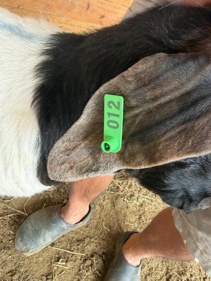 Eid Goat 012 Green