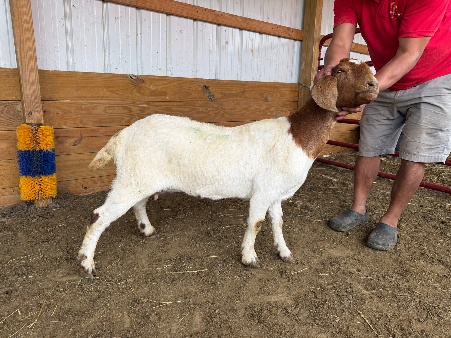 Eid Goat 007 Green
