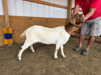 Eid Goat 007 Green