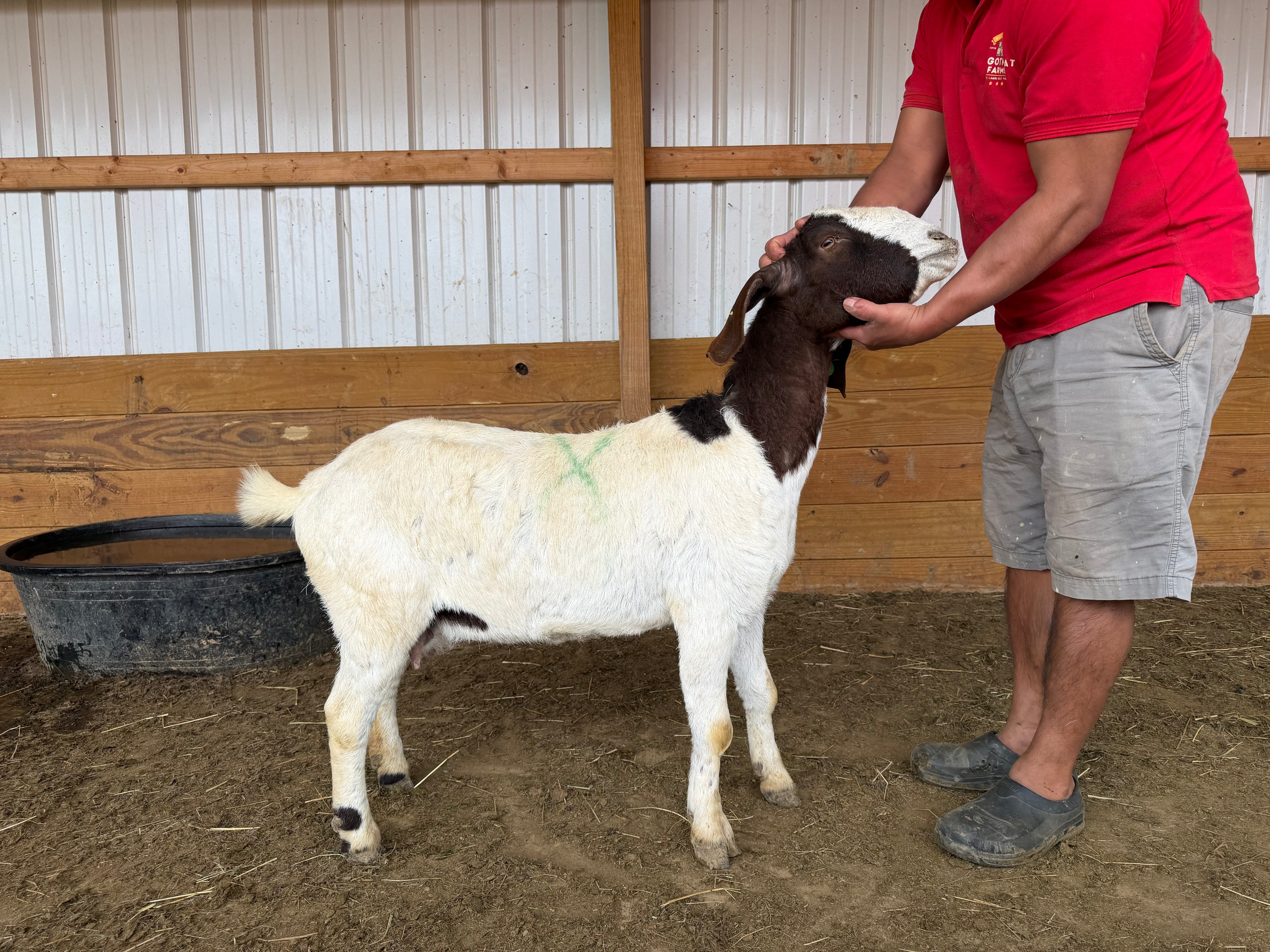 Eid Goat 008 Green