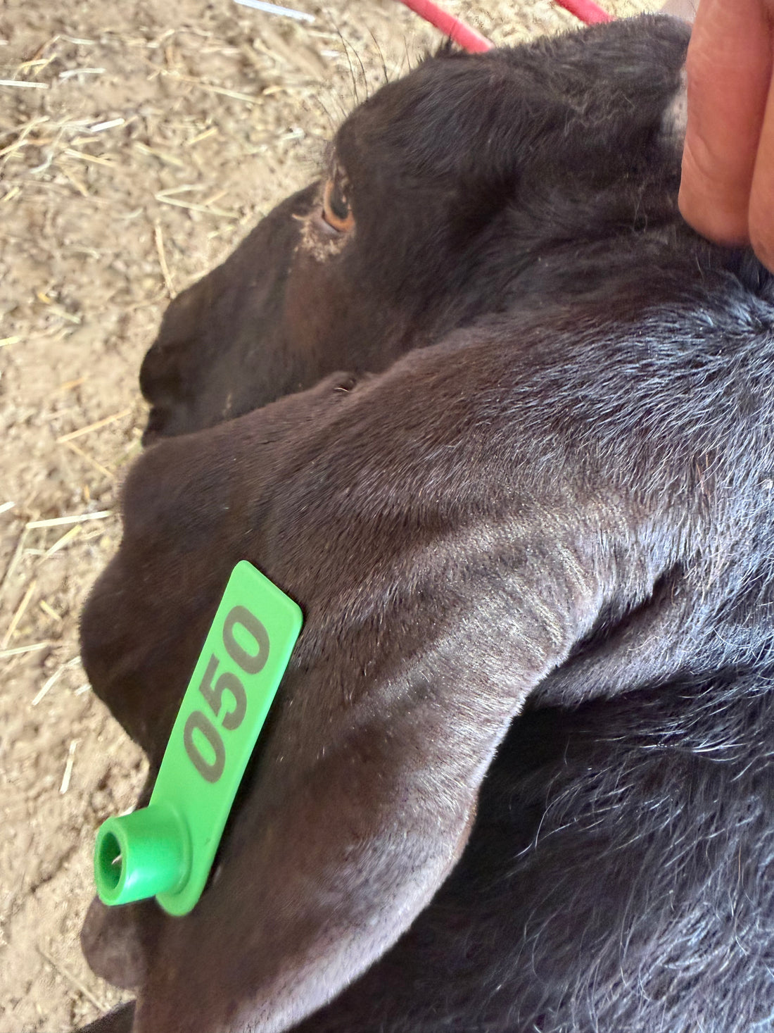 Eid Goat 050 Green