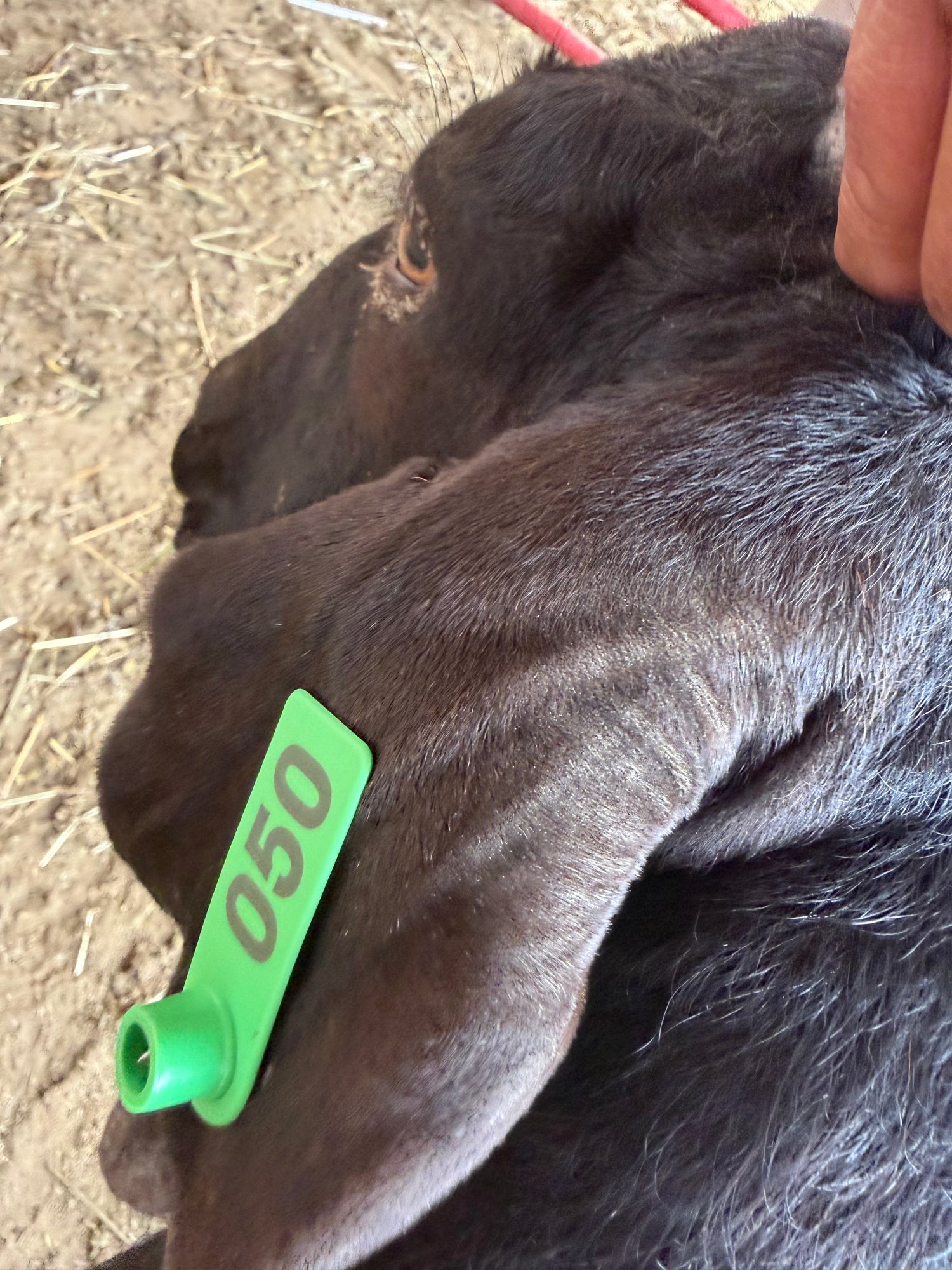 Eid Goat 050 Green