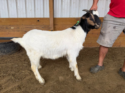 Eid Goat 038 Green