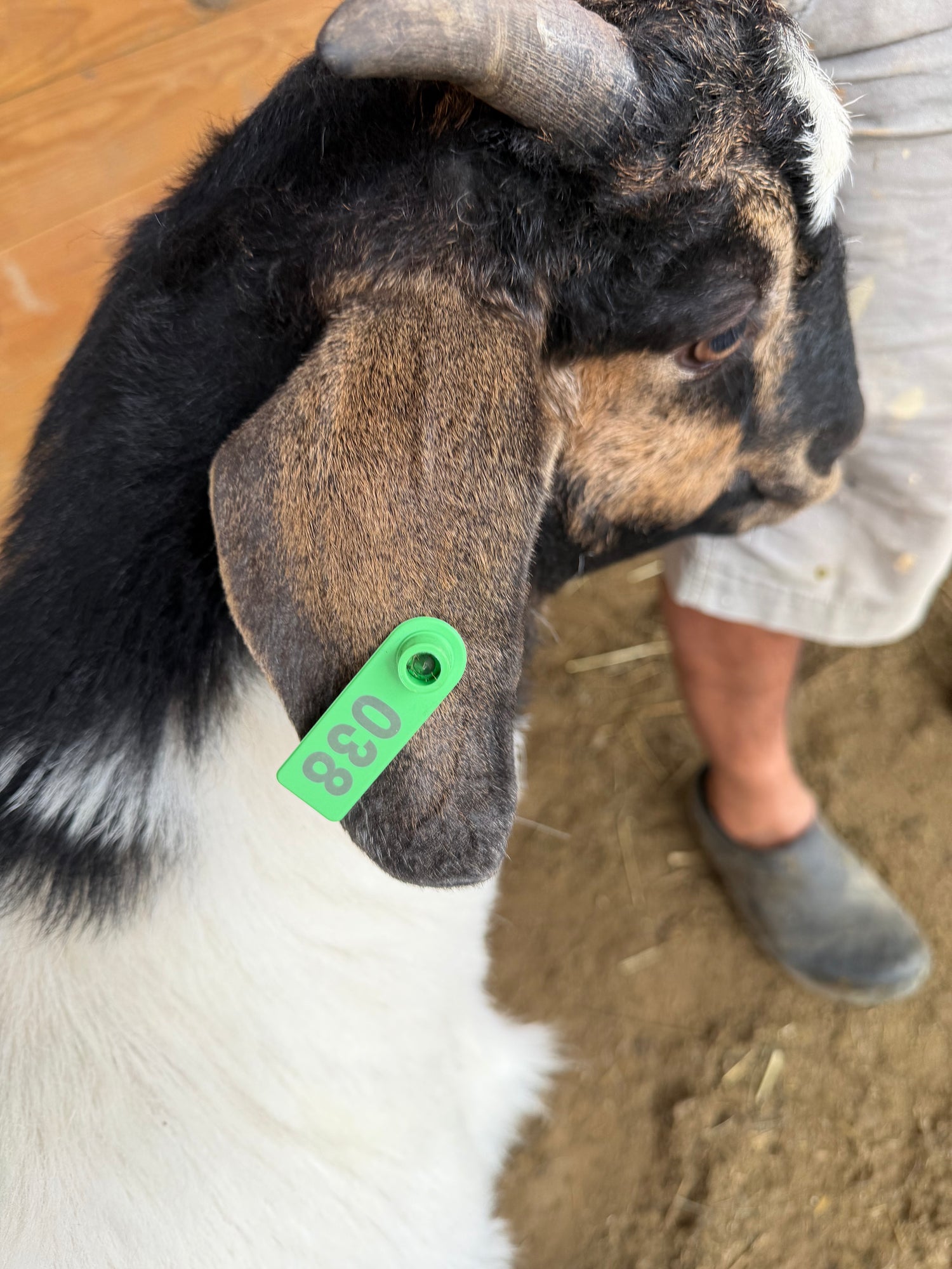 Eid Goat 038 Green