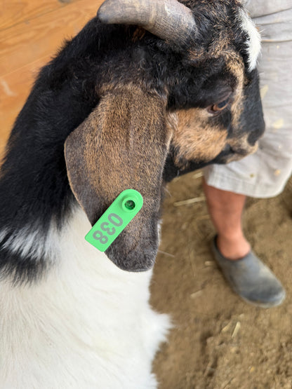 Eid Goat 038 Green