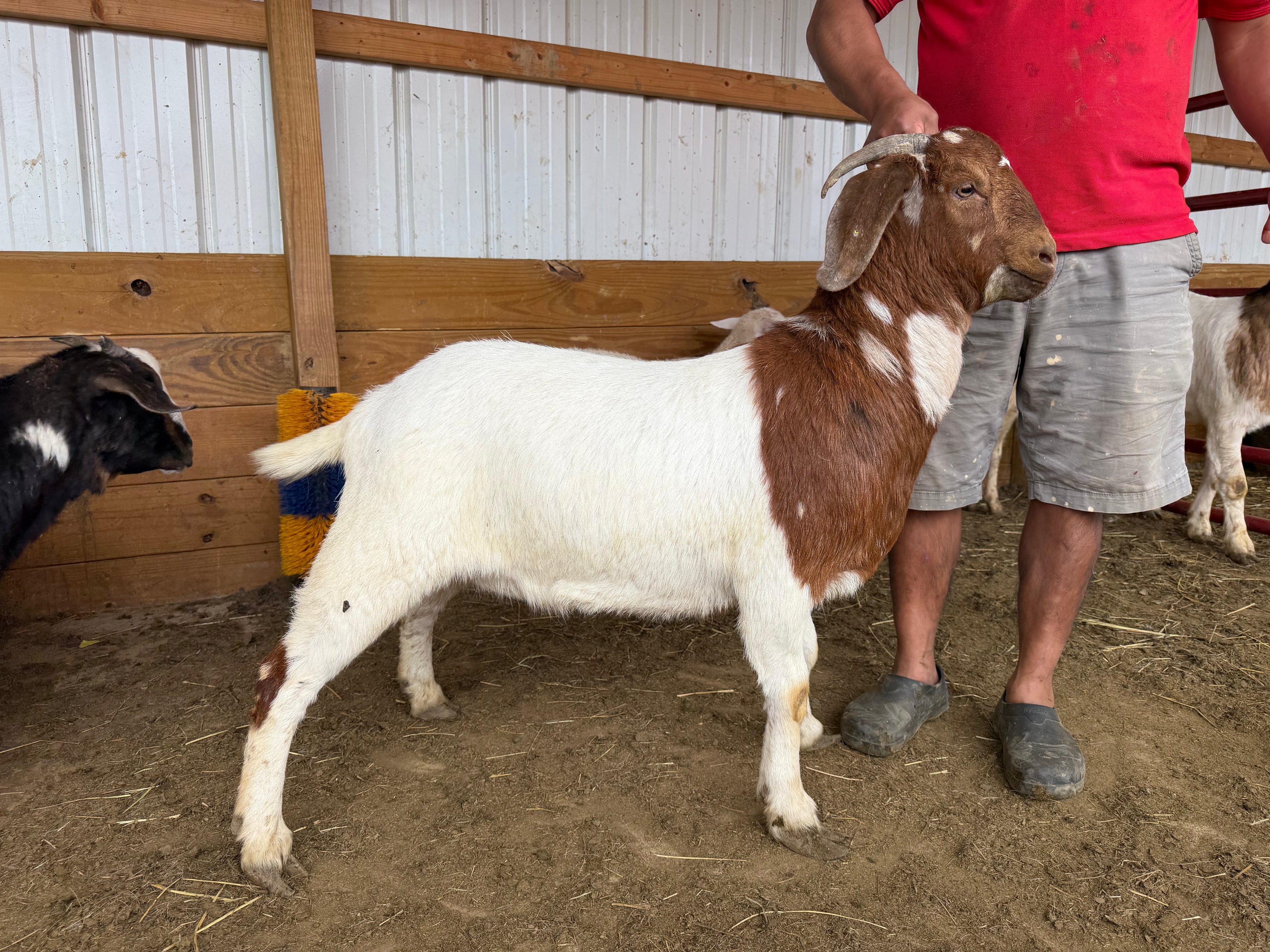 Eid Goat 009 Green