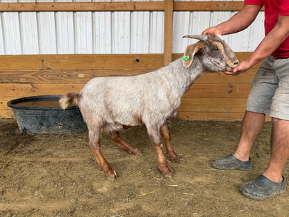 Eid Goat 093 Green