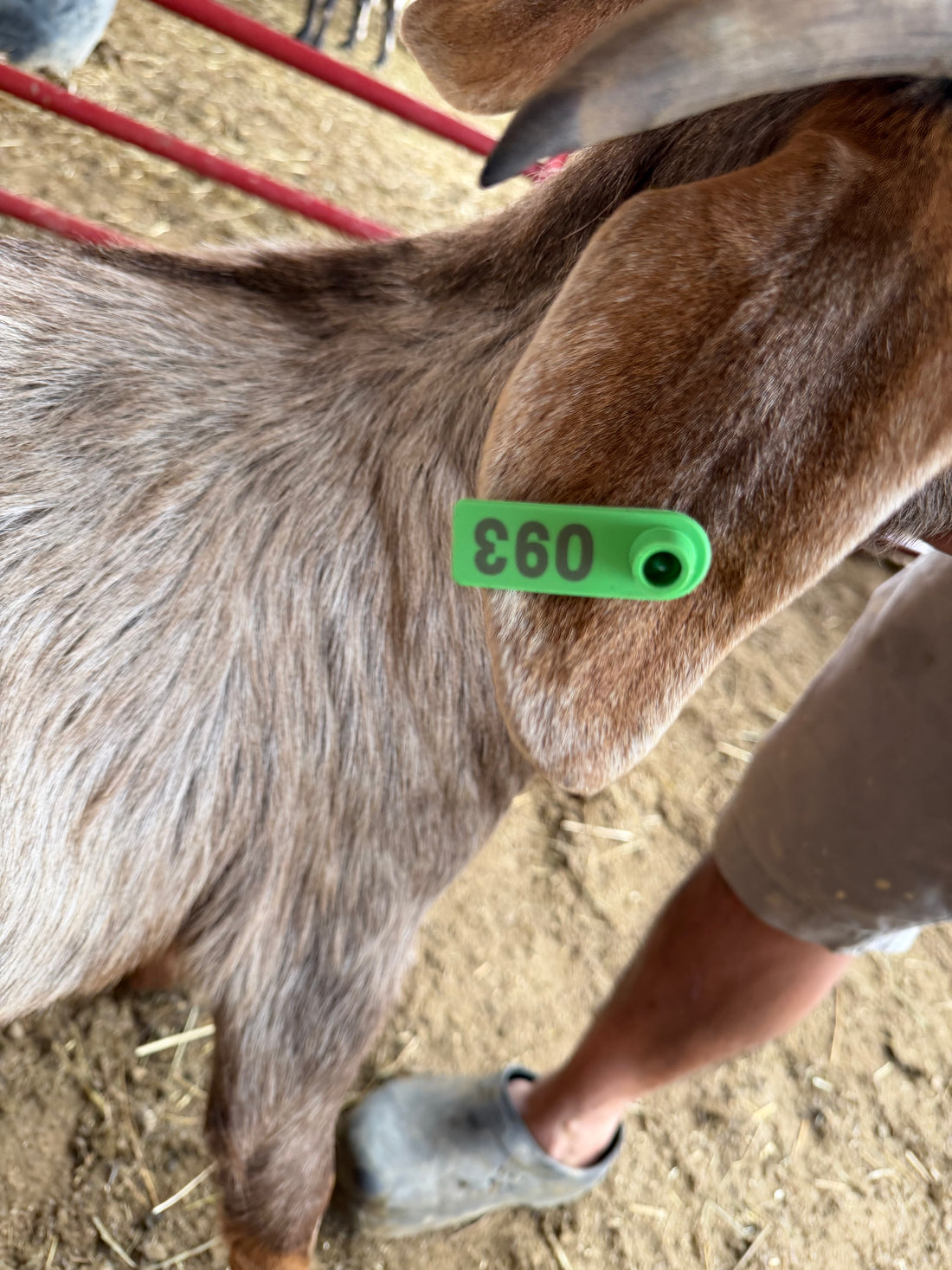 Eid Goat 093 Green