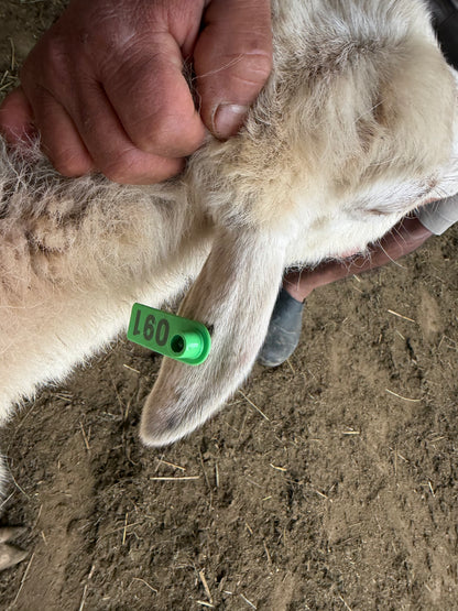 Eid Lamb 091 Green
