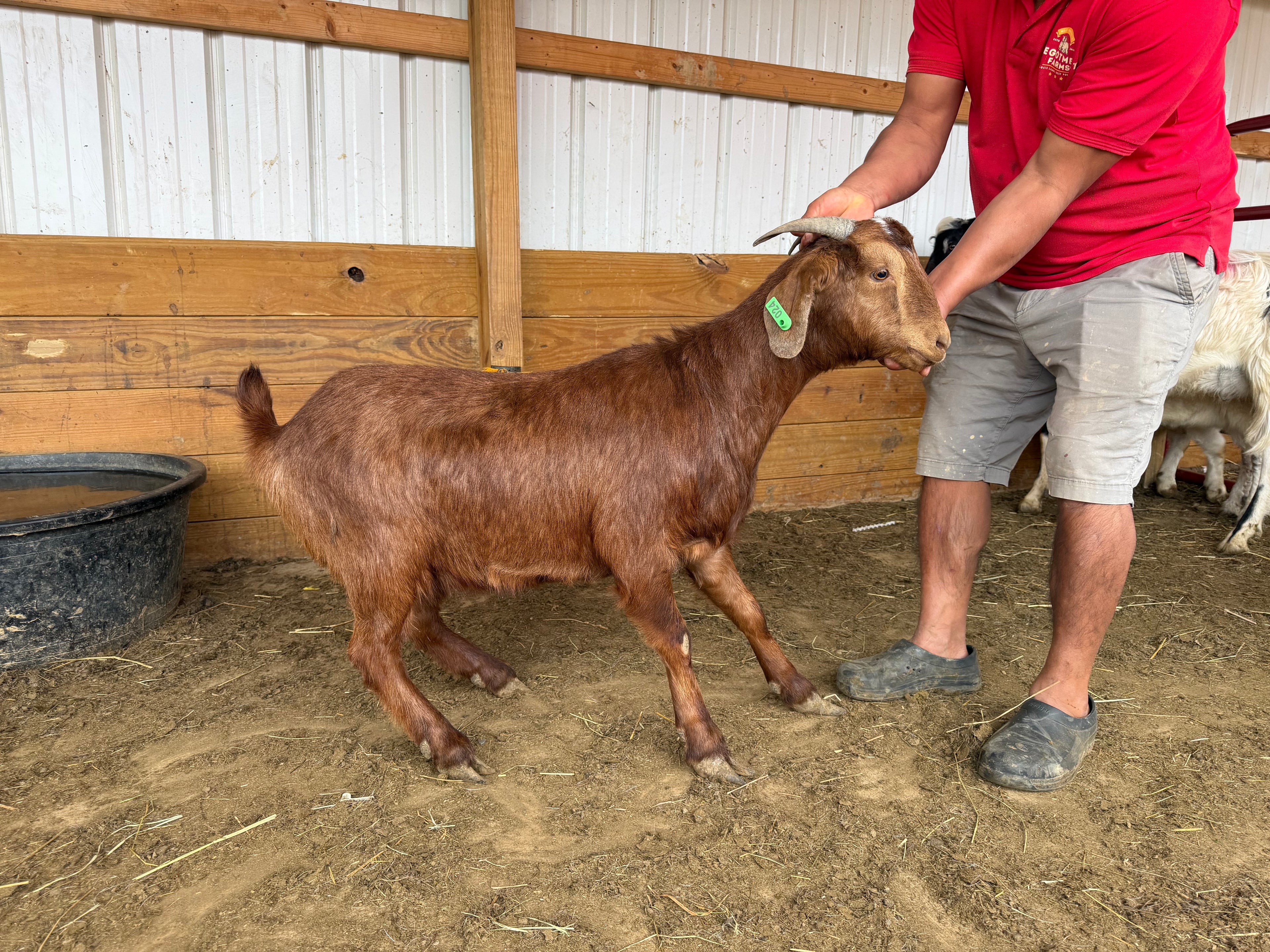 Eid Goat 024 Green