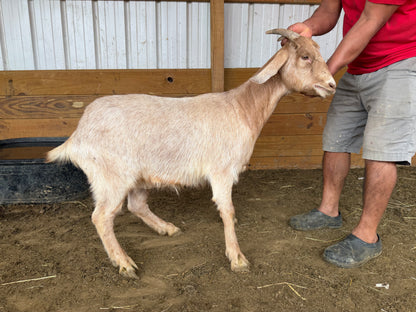 Eid Goat 090 Green