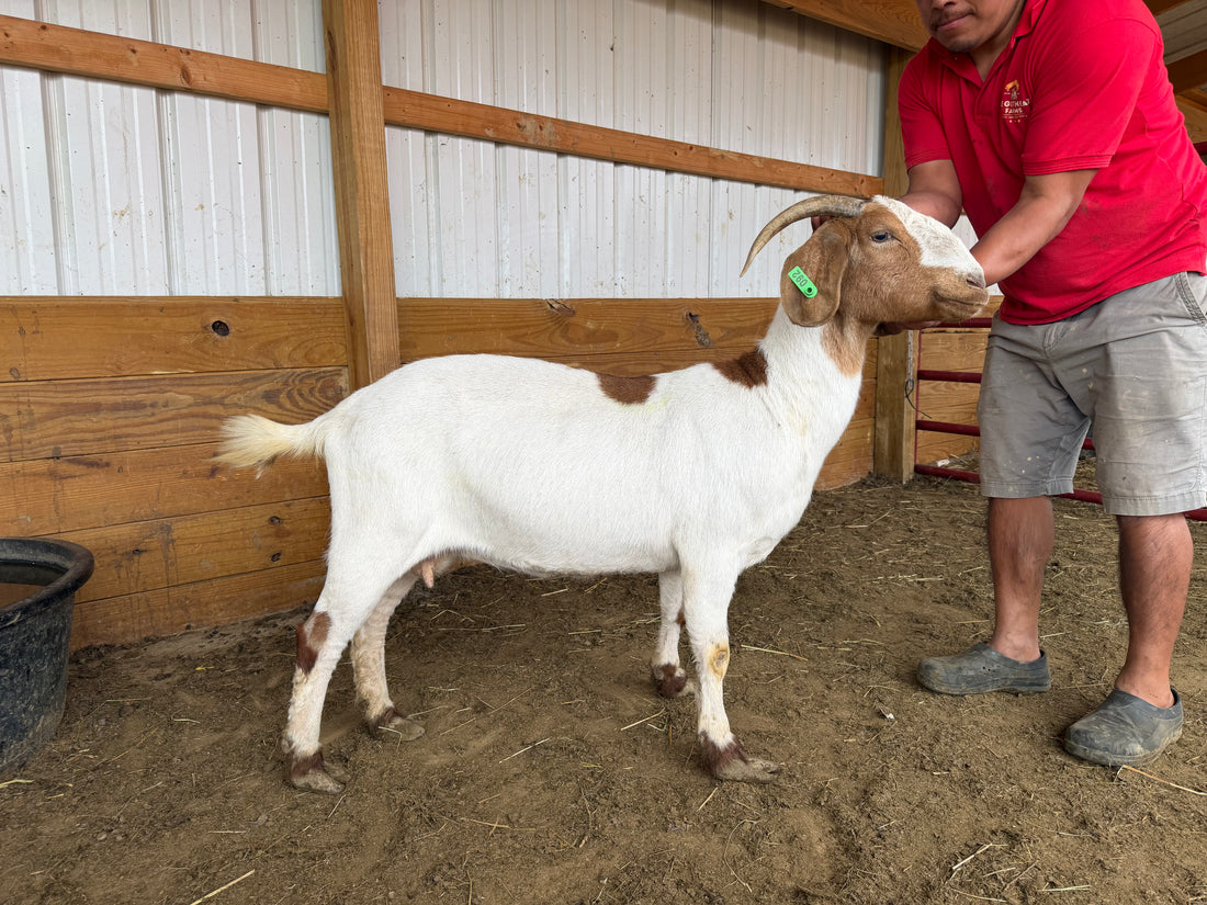 Eid Goat 092 Green