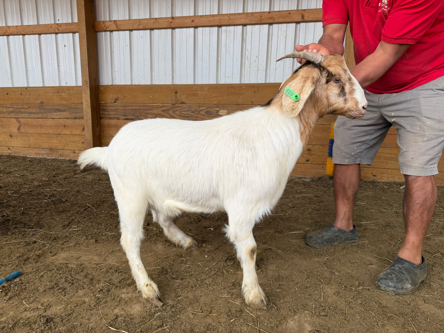 Eid Goat 039 Green