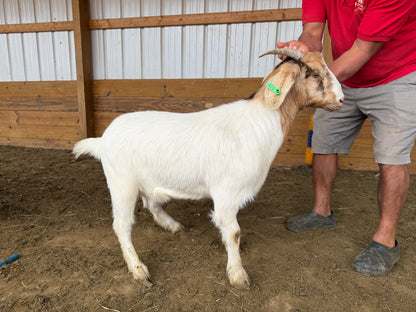 Eid Goat 039 Green