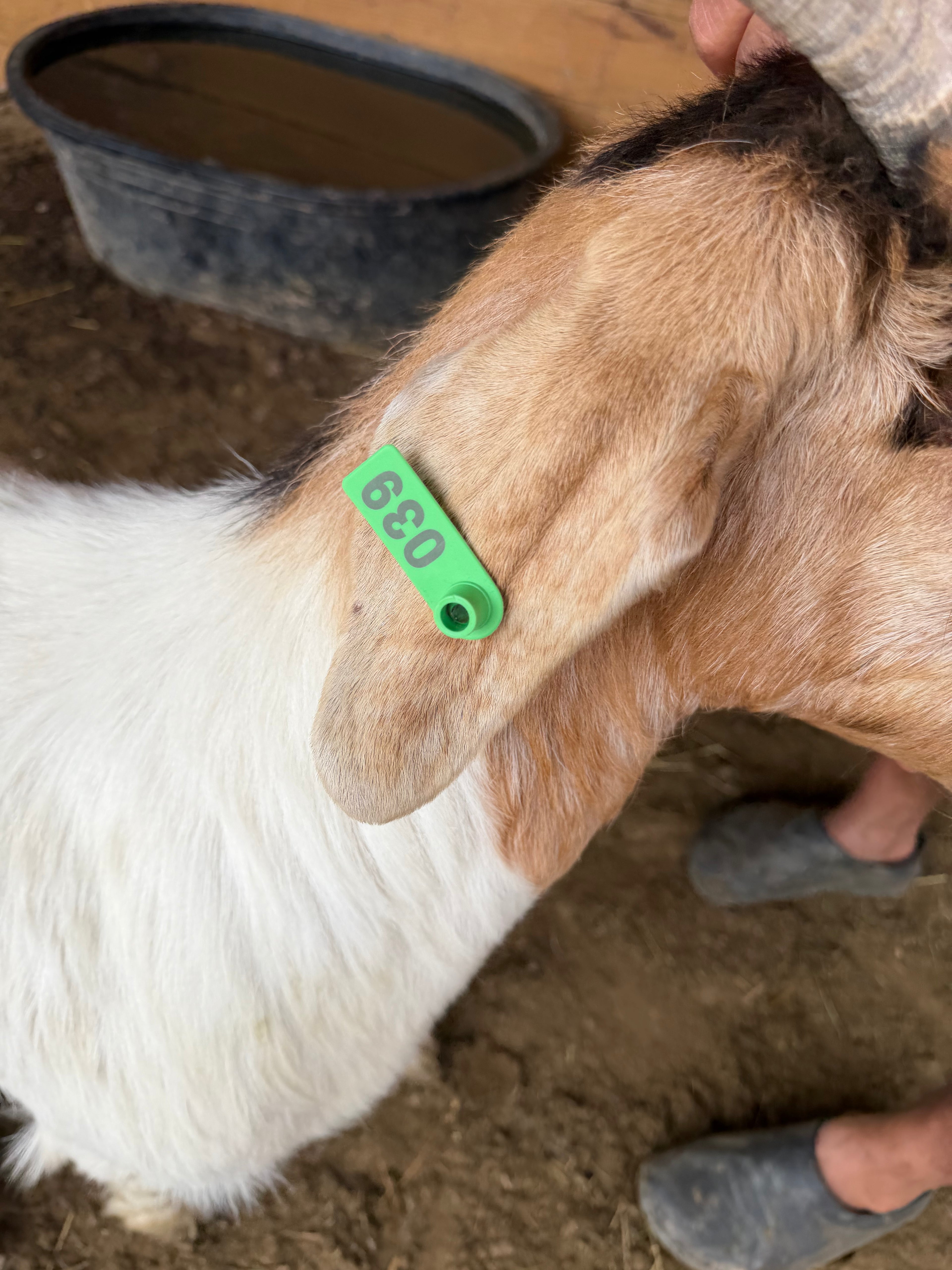 Eid Goat 039 Green