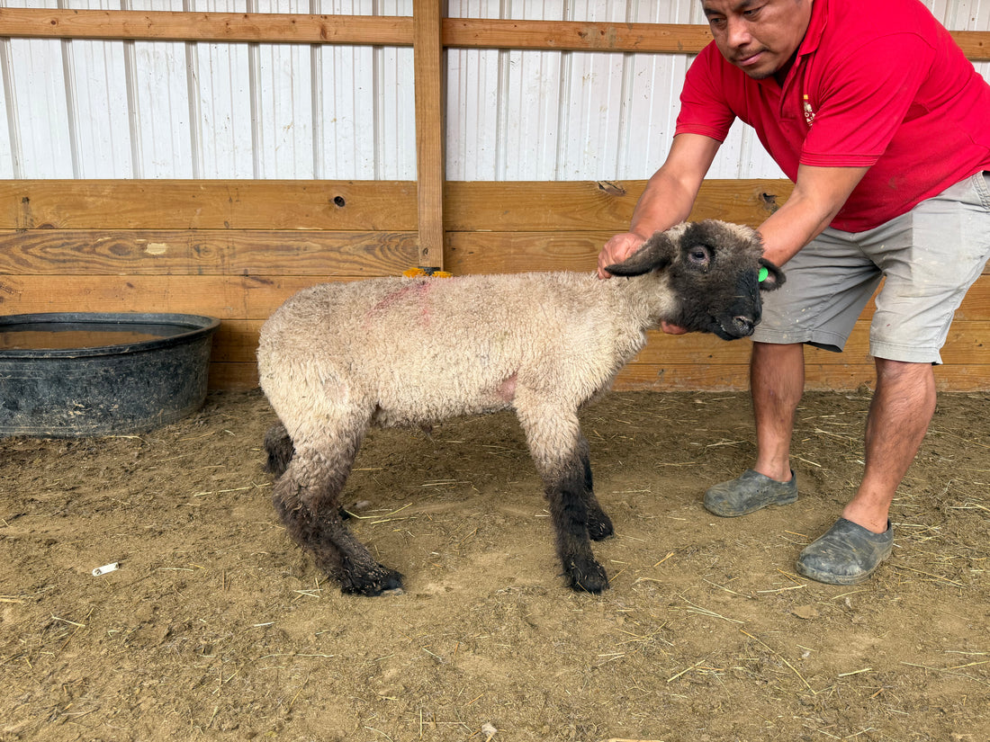 Eid Lamb 053 Green